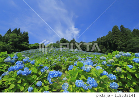 赤坂公衆園あじさい2024 赤坂公衆園あじさい2024 118538141