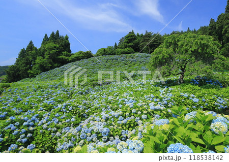 赤坂公衆園あじさい2024 118538142
