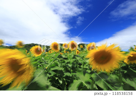 矢巾和味ひまわりパーク2024 矢巾和味ひまわりパーク2024 118538158