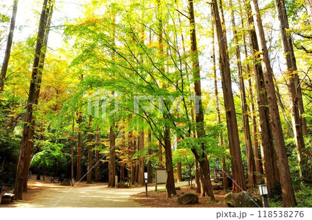 川崎市　生田緑地の黄葉メタセコイヤ林 118538276