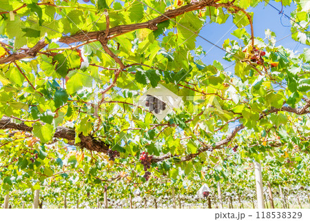 【山梨県】ぶどう狩り、葡萄園のブドウ　巨峰系 118538329