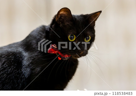 くろねこ くろねこ 118538483