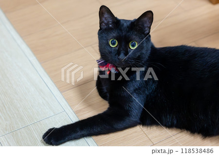 くろねこの写真素材 [118538486] - PIXTA