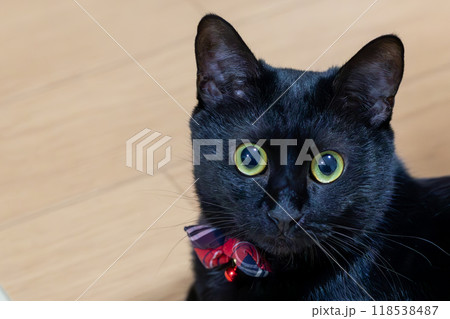くろねこの写真素材 [118538487] - PIXTA