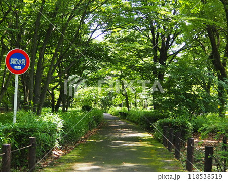 北の丸公園の散歩道 118538519