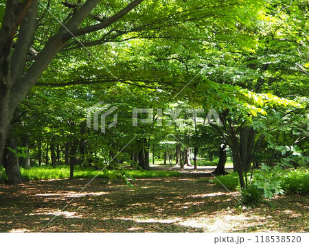 北の丸公園の散歩道 北の丸公園の散歩道 118538520