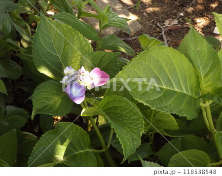 桃色と青色の紫陽花の花奇麗だねの写真素材 [118538548] - PIXTA