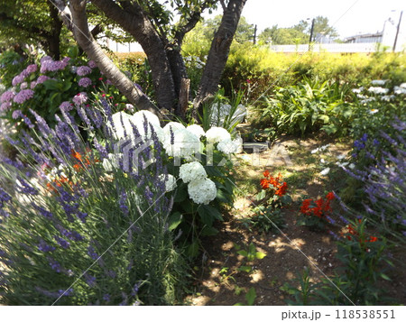 こじま花の会花畑の白い紫陽花とラベンダー 118538551