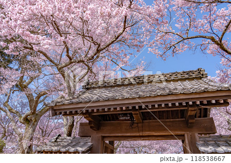 長野県伊那市　天下第一の桜と言われる高遠城址公園満開の桜と問屋門 118538667