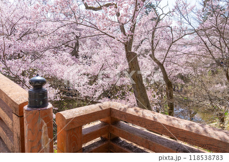 長野県伊那市　天下第一の桜と言われる高遠城址公園満開の桜と桜雲橋の欄干 118538783
