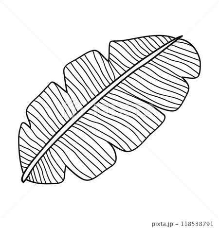 Banana leaf line art hand drawn vector illustration Banana leaf line art hand drawn vector illustration 118538791