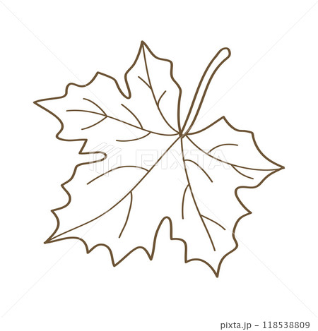 Hand drawn brown maple leaf line art vector illustration	 118538809