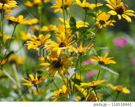 ヘリオプシス ヘリオプシス 118538941