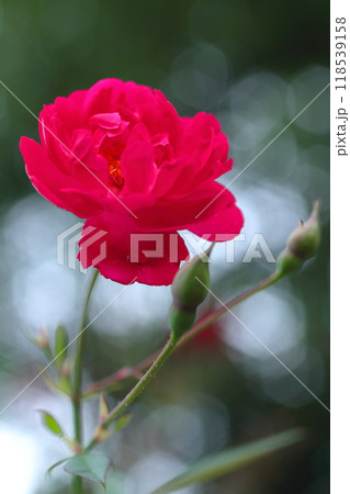 赤いツバキ 118539158