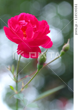 赤い椿 118539161