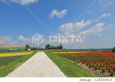フラワーランドかみふらのの花畑の中の白い美しい道の風景 118539417
