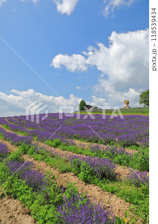 美しいラベンダーに彩られたフラワーランドかみふらのの丘の景色 118539434
