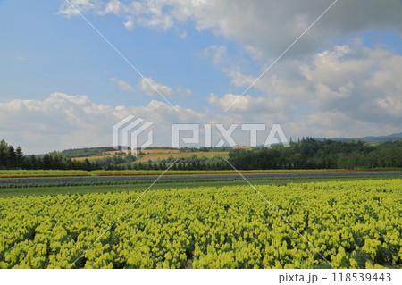 初夏のフラワーランドかみふらのの美しい花畑の風景 初夏のフラワーランドかみふらのの美しい花畑の風景 118539443
