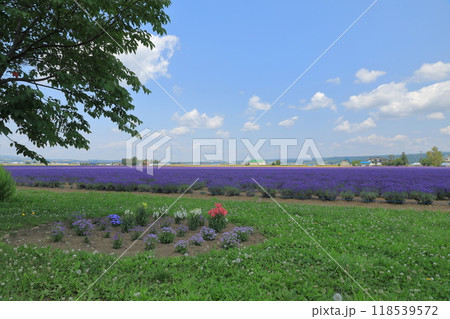 ファーム富田ラベンダーイーストの風香る丘からの風景 118539572