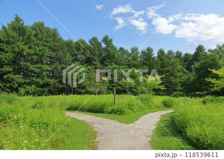 富良野風のガーデンの野の花の散歩道の緑の中の分れ道の風景 118539611