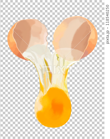 玉子(割り落とし)赤たまご 玉子(割り落とし)赤たまご 118540250