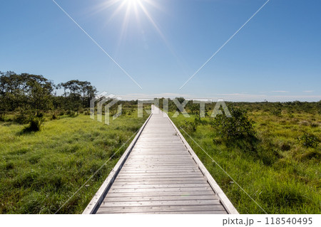 北海道　釧路湿原　遊歩道 118540495
