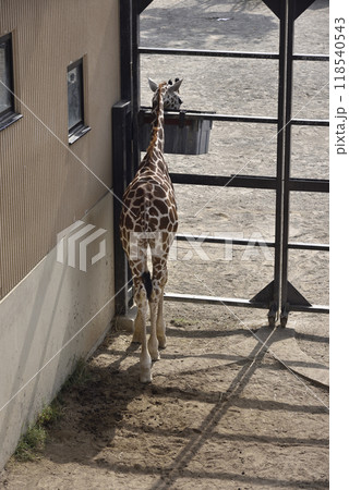 食事中の子供キリン(京都市動物園) 118540543