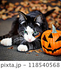 ハロウィンコスプレをした黒猫の写真 118540568