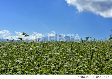 青空に映える蕎麦の花 118540657