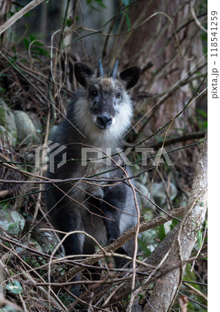 森の中で出会ったカモシカ 118541259