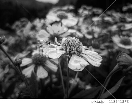 雛菊と花虻~モノクローム~ 雛菊と花虻~モノクローム~ 118541878