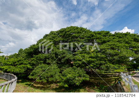 チャームチュリー・ヤック、巨大ネムノキ タイ王国カンチャナブリー チャームチュリー・ヤック、巨大ネムノキ タイ王国カンチャナブリー 118542704