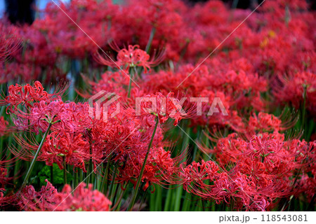 秋の巾着田、木陰で満開になった曼珠沙華を撮る 118543081