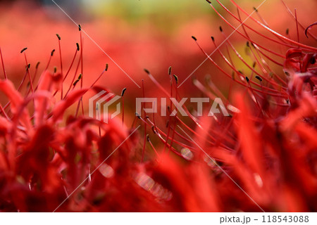 真っ赤な彼岸花 118543088