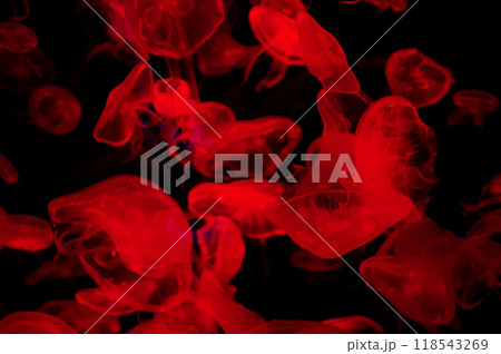 Sea jellyfish under the red light in the aquarium 118543269