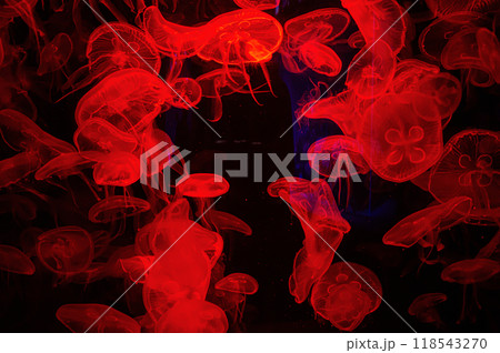 Sea jellyfish under the red light in the aquarium Sea jellyfish under the red light in the aquarium 118543270