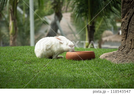 white rabbit picture eating food white rabbit picture eating food 118543547