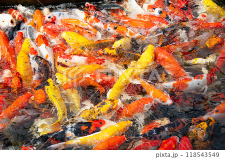Colorful koi fish in the lake with reflections of tree shadows. Group of various colourful large koi carp, kohaku or Japanese Koi Kohaku Fish. swimming in fishing pond 118543549