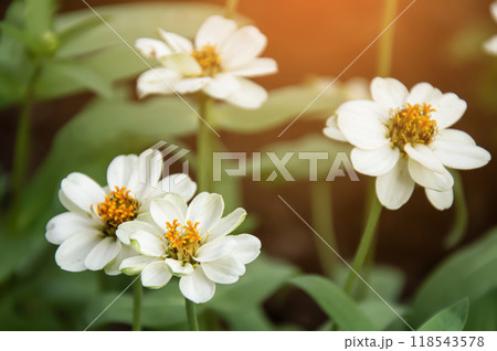 White zinnia flowers, used as ornamental flowers in front of the house, in gardens, and as potted plants. White zinnia flowers, used as ornamental flowers in front of the house, in gardens, and as potted plants. 118543578