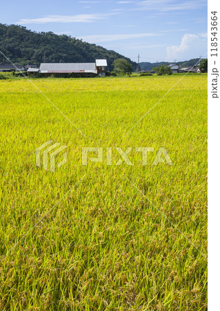 秋の田園風景 鳥取県 郡家町 秋の田園風景 鳥取県 郡家町 118543664