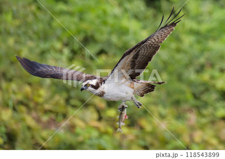 魚を捕獲して飛ぶミサゴ 魚を捕獲して飛ぶミサゴ 118543899