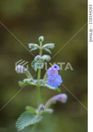 幻想的なイヌハッカの花 118544263