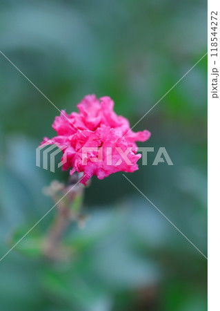 赤いサルスベリの花 赤いサルスベリの花 118544272