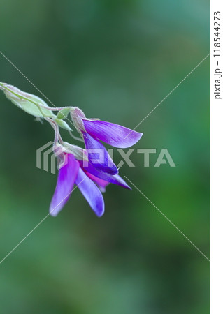 野に咲くヤマハギ 118544273