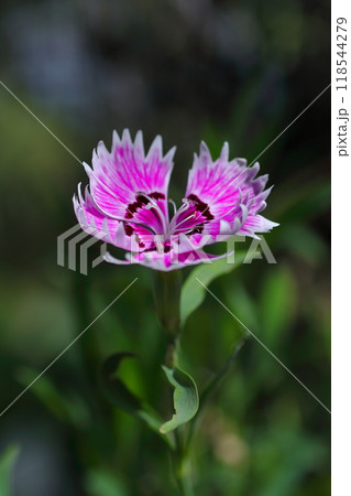 可憐なセキチクの花 118544279