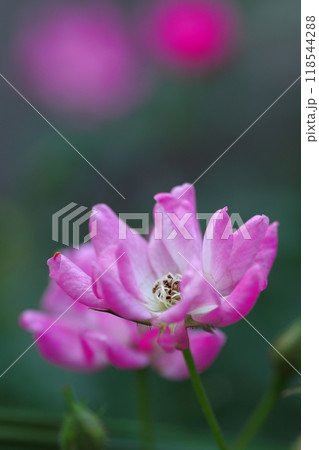 可憐なピンクのハマナスの花 118544288