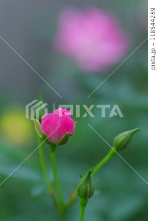 野に咲くピンクのガーデンローズ 野に咲くピンクのガーデンローズ 118544289