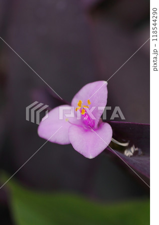 可憐なムラサキゴテンの花 可憐なムラサキゴテンの花 118544290
