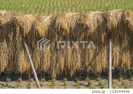 稲の掛け干しが行われた田園の風景 鳥取県 郡家町 118544446
