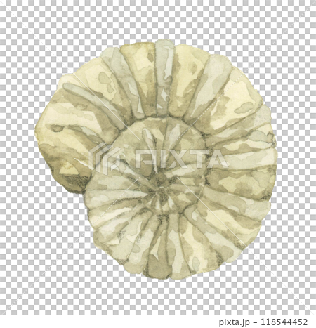 菊石化石手繪水彩插畫素材 菊石化石手繪水彩插畫素材 118544452